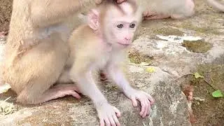 Adorable! Angela and Rainbow Caring for Baby Monkey Lucie | They Loving Care for Baby Monkey Lucie