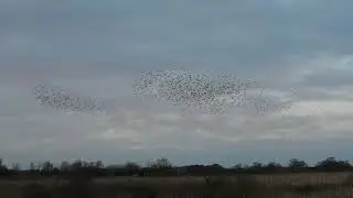 Starling Murmuration at Nosterfield Nature Reserve at 15:45 on 30th December 2018