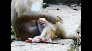 most active baby monkey Leo but he made mom angry with his active