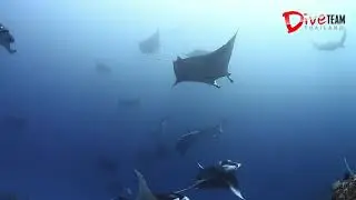 Manta Alley Komodo By Dive Team Thailand
