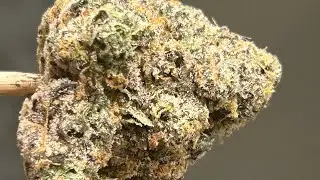 Cannabis Creation | Peninsula Gardens Animal Cocktail | The Fresh Canna Live Resin | Infused Doobie 
