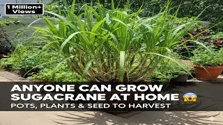 Anyone Can Grow Sugarcane at Home 😱 | Pots, Plants & Seed to Harvest