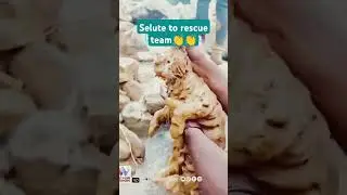 wayanad landslide rescue team work #wayanadflood #animal re #animalrescue #wayanad floods
