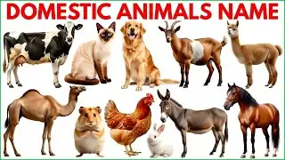 Domestic Animals | Farm Animal Names for Kids | Pet Animals Name with pictures & Sound