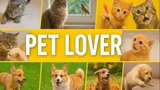 10 Minutes of Pure Pet Joy: Cats & Dogs Doing Adorable Things!#pets #petlover