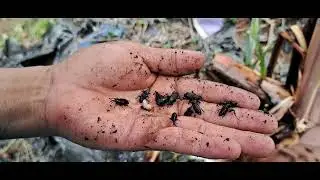 Paano Tanggalin/ ma control ang insect at worm sa Banana Tree Lacatan