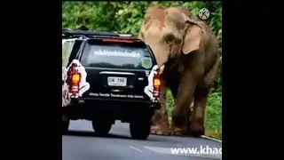 elephant attack on man#shorts #viralshorts #shortsfeed #elephantattack #shorts #shorts #shorts(3)