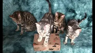 Mewobox Mystery Cat Mailer Unboxing & Review (December 2024)