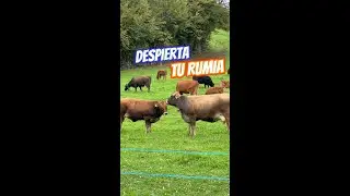 Juntos elaboremos activadores ruminales artesanales