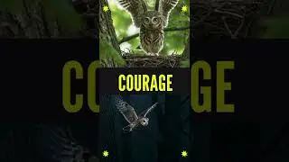 The Brave Little Owl 🦉 | A Story About Facing Your Fears | Tales with Fenix
