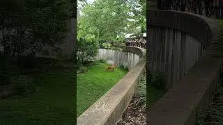 Lions at the St. Louis Zoo, 5-16-23