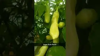 Sugar Rush Peach