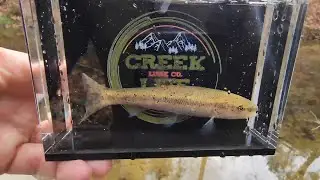 Creek Life Photo Tank and Granny's Fishing Flour. Chubs and Shiners Oh My