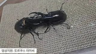 헤라 vs 키론 투곤 Dynastes hyllus hyllus vs Chalcosoma chiron 