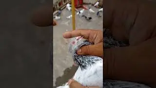 Golden Kabootar In Kashmir Golden Kabutar #shorts #pigeon