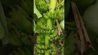#Yelakki Banana plant #yelakki #banana #shorts #subscribe Indhu Praba IMPK