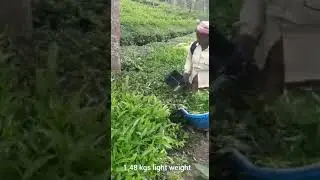Battery tea harvester