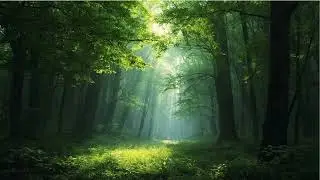 Still TV Art! Change your TV into changeable art!  Sun shone through woods #art #smarttv #woods