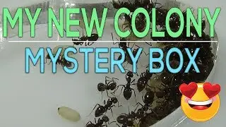 MY NEW ANT COLONY MYSTERY BOX OPENING