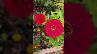 #evening#pleasant weather#my garden #flowers#colorful#