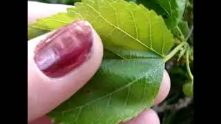 A Closer Look at the Mulberry Tree  Leaves