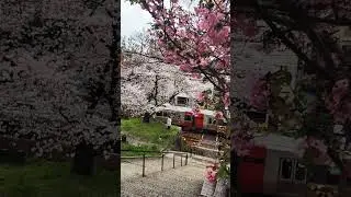Japan in Spring #sakura #japan #spring #travel #train