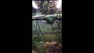 GREEN TREE PYTHON COILED AROUND BRANCHES | #shorts