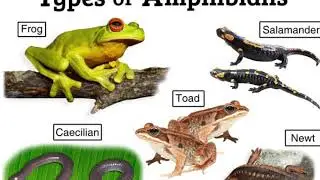 Amphibians (Biology)