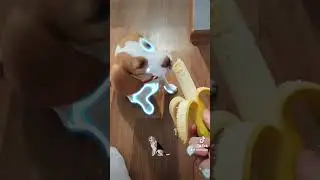 Louis #beagle #dogs #eating #banana #love