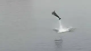 Delfin Svendborg Sund