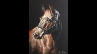 Caballo Holsteiner / Holsteiner Horse / #Cuadrosal&oacute;leoenventa