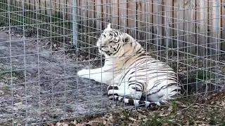 Wildcat Walkabout at Big Cat Rescue 2018 01 15