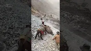 The Scree Flow Nearly Buried The Mule Team !