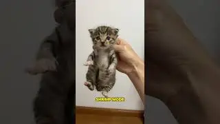 5-Second Cat Personality Test #CatHacks #KittenTips #CatPersonality