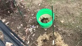 Apple Rootstock Propagation 2-3-2020