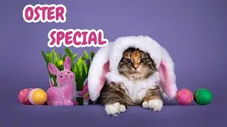 QCHEFS Osterlive : Jetzt Aktionen sichern!