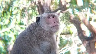 Monkey fan top on tree #forest #funny #cute #animal #monkey #shorts #tiktok #wildlife #lifestyle