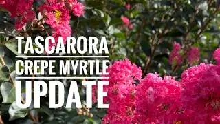 'Tuscarora' Crepe Myrtle update