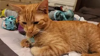 What is fluffy, striped, and keeps you warm?