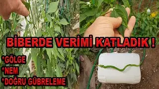 BİBERDE VERİMİ NASIL KATLADIK?  (DOĞRU GÜBRELEME, NEM VE SICAKLIK YÖNETİMİNİN ETKİSİ)