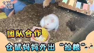 倉鼠媽媽外出&ldquo;搶糧&rdquo;，寶寶站崗嚴陣以待！萌到爆的倉鼠家族竟然比人還懂團隊合作！
