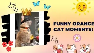 Why Are Orange Cats So Crazy?😱😸🐾 #EvilGenius  #DramaQueensOfTheCatWorld #funny