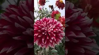 beautiful flowers| terrace Garden Overview| spring season| daliya flower| petunia flower| #garden