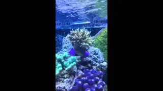 Aquarium recifal REDSEA Max S 650 Deltec PF 601