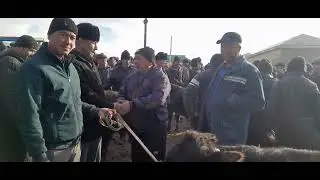 KITOB MAKRID MOL BOZORI