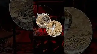 Incredible Snake Experiment! #Snake #Shorts