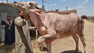 لأول مره التوأمان بترأس العجمي جاموس زي الخيل العربي الاصيل وضربوا الاسعار النهارده