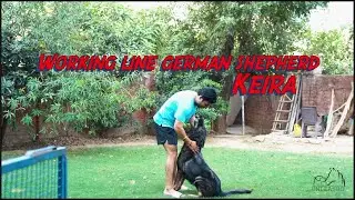 My Working Line German shepherd Dog |  Keira big dark sable Female