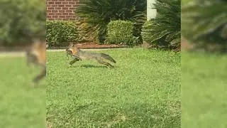 Wild fox sightings in North Augusta subdivision