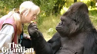 Kitten-loving Koko the gorilla dies in California
